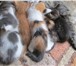 Фото в Домашние животные Отдам даром Очаровательные котята ищут дом и любящих в Энгельсе 0