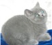Питомник «Фестиваль» продает британских прямоухих котят возраст 2 месяца, голубого окраса с корот 69208  фото в Москве