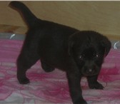 Продам щенков Лабрадора шоколадного окраса щенки привиты , клеймо , родословная , возра 65270  фото в Челябинске