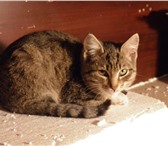 Изображение в Домашние животные Потерянные найден котёнок с чёрным ошейником в Барнауле 0