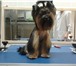 Фото в Домашние животные Стрижка собак УСЛУГИ:  *  Стрижка, тримминг собака(процедура в Казани 650