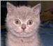 Продается шотландский прямоухий котик скоттиш-страйт лилового окраса,  У котика прекрасная родосло 69485  фото в Москве