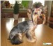 Фотография в Домашние животные Стрижка собак Стрижка собак и кошек машинкой от 500 рублей, в Набережных Челнах 500