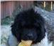 Продам щенка ньюфаундленда бело-черного окараса, сука, 3 месяца от титулованных родителей, Докуме 66506  фото в Челябинске