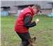Изображение в Домашние животные Услуги для животных Дрессировка собак:

- послушание,

- защитная в Екатеринбурге 400
