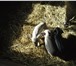 Изображение в Домашние животные Другие животные Продам поросят венгерской породы – пуховой в Таганроге 9 000