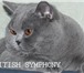 Британские котята голубые и лиловые, 177168  фото в Москве