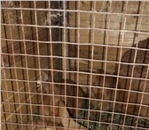 Фотография в Домашние животные Грызуны Крольчата породы новозеландские красные, в Москве 500