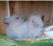 Фотография в Домашние животные Грызуны Продаются карликовые  крольчата Порода кар в Усть-Лабинск 600