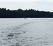 Фото в Хобби и увлечения Рыбалка Сдаются домики в Лужском районе на озере в Санкт-Петербурге 700