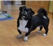 Изображение в Домашние животные Вязка собак Трехлетний пекинес-смуф (смесь с мопсом) в Нижнем Тагиле 5