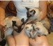 Сиамские котятки в заботливые руки 1249731 Сиамская фото в Балашихе