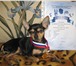 Изображение в Домашние животные Вязка собак Мальчик той-терьер вес 2,300 возраст 1,4 в Курске 1 000
