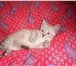 Продается котенок 2172951 Сиамская фото в Омске
