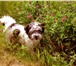 Foto в Домашние животные Вязка собак Очень симпатичный,  молодой (1г и 3мес.), в Челябинске 0