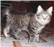 Питомник Курильского бобтейла “Vitom Fes” предлагает котят - мальчиков дикого черно-тигрового окра 69295  фото в Нерюнгри