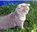 Изображение в Домашние животные Вязка Красивый котик ищет даму сердца для вязки. в Туле 2 000