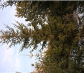 Фото в Прочее,  разное Разное Изящное, стройное, вечнозеленое дерево с в Челябинске 16 150
