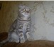 Foto в Домашние животные Вязка Кошечке 10 месяцев скотиш фолд ищет котика в Самаре 0