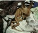 Фото в Домашние животные Вязка собак Очаровательный мальчик той-терьер ищет подружку в Тольятти 1 000
