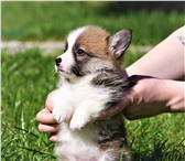 Щенки вельш корги пемброк 4417957 Вельш корги фото в Зеленоград