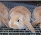 продаются кролики мясной  породы француз