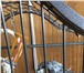 Фото в Домашние животные Птички Продаются попугаи породой ЖАКО, говорящие, в Иркутске 60 000