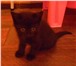 Изображение в  Отдам даром-приму в дар котята две девочки серая(трехцветная) и черная в Оренбурге 0