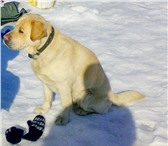 Foto в Домашние животные Найденные в темном ошейнике, собака была замечена первый в Дзержинске 0