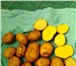 Foto в Прочее,  разное Разное ﻿Картофель оптом по низким ценам от Российского в Москве 4
