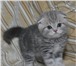 Продаются вислоухие котята 358831 Британская короткошерстная фото в Ярославле