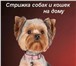 Фотография в Домашние животные Стрижка собак Профессиональный груминг , стрижка , тримминг в Санкт-Петербурге 2 000
