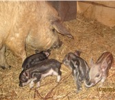 Фото в Домашние животные Другие животные продам поросят венгерской мангалицы рожденные в Твери 12 000