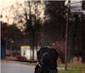 Изображение в Домашние животные Вязка собак Ротвейлер - Джокер , 3 года , все документы в Минске 1