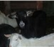 Изображение в Домашние животные Другие животные ч/п зааненские козлы  от 6 мес и старше 9 в Москве 15 000