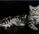 Foto в Домашние животные Вязка чистокровный опытный котик с родословной в Костроме 1 500