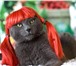 Фотография в Домашние животные Услуги для животных Стрижка кошек и собачек недорого и качественно.мытье,стрижка,сушка,подстригание в Москве 0