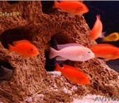 Изображение в Домашние животные Рыбки Продам аквариумных рыб за 40 руб. молодь в Москве 40