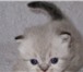 Пушистые гималайские котята 1859946 Персидская фото в Наро-Фоминск