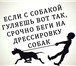 Изображение в Домашние животные Услуги для животных Школа дрессировки собак по всем направлениям в Санкт-Петербурге 300