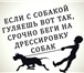 Изображение в Хобби и увлечения Разное ШКОЛА ДРЕССИРОВКИ СОБАК. РКФ. Расписание в Санкт-Петербурге 300