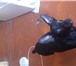Фото в Домашние животные Вязка собак у меня кабель смесь той терьера окрас черный в Ростове-на-Дону 0