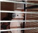 Foto в Домашние животные Птички Продам попугая какаду срочно 7 лет в Владикавказе 90 000
