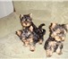 Продаются щенки йоркширского терьера 3 месяца привитые 2 девочки, 2 мальчика, Один мальчик су 65133  фото в Нижневартовске