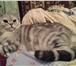 Фото в Домашние животные Вязка Молодой котик скоттиш страйт британец (без в Нижнем Новгороде 0