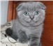 Шотландский голубой вислоухий котенок-медвежонок 1433435 Скоттиш фолд фото в Москве