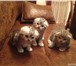 Фотография в Домашние животные Вязка Шотландский вислоухий кот (чистокровный) в Нижнекамске 0