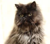 Изображение в Домашние животные Отдам даром Добрый, ласковый, дружелюбный кот персидской в Вологде 0