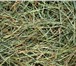 Фотография в Домашние животные Растения Продаю сено луговое, разнотравье тюк квадратный. в Барнауле 70