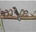 Фотография в Домашние животные Птички Продам оптом папугаев: Какарики, зебровые в Краснодаре 0